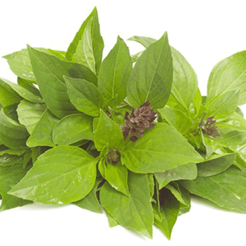 Basilic thaï - 100g - Hello Asia