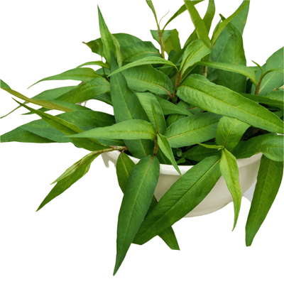 Feuilles de Laksa - HELLO ASIA - 100g - Hello Asia