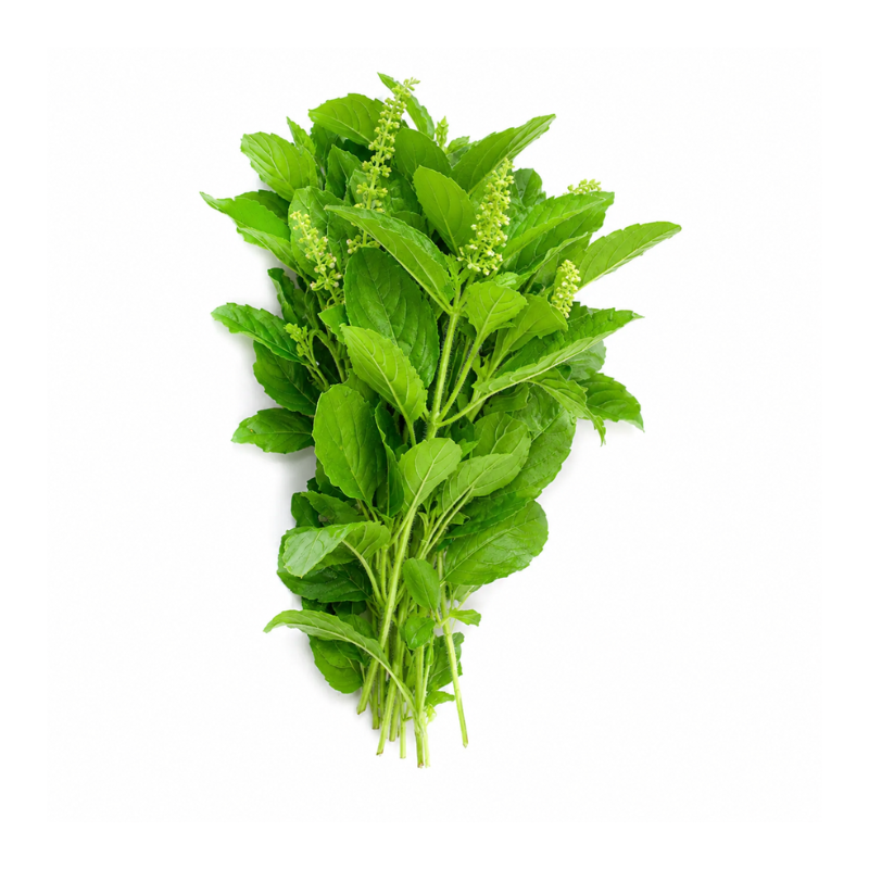 Basilic sacré thaï (Kra Pao) – 100g